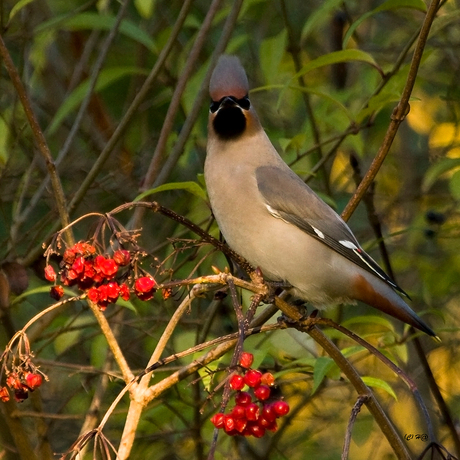 Pestvogel 4