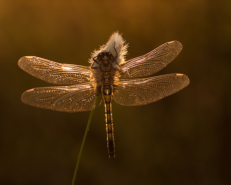 Caught in the golden light!