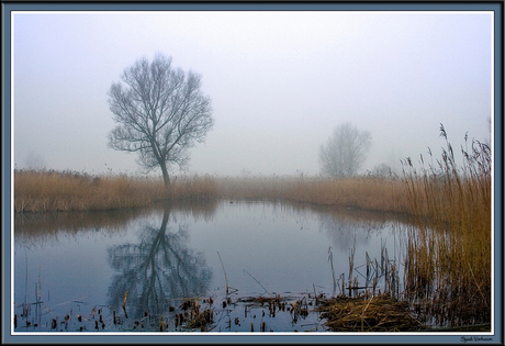 Oostvaardersplassen I