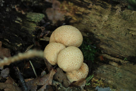 natuurgebied Westerbroek