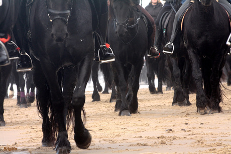 veel zwarte Friese paarden .....