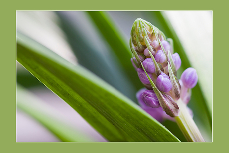 Liriope muscari