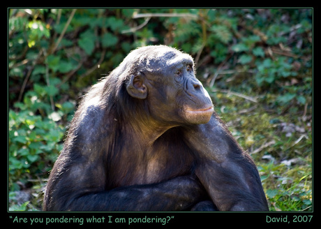 Are you pondering what I'm pondering?