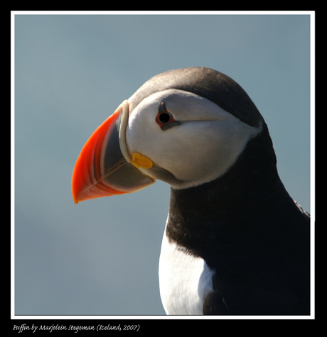 Puffin