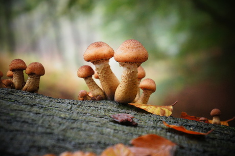 Herfst op de Veluwe