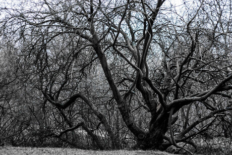 Branches