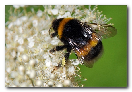 Bezige Hommel