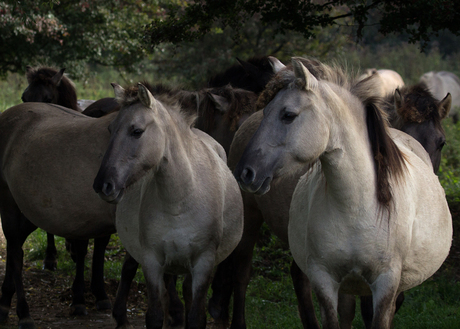 Konik paarden