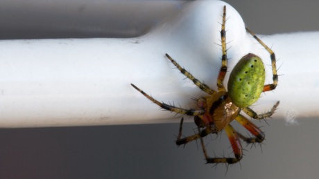 Spin op droogrek