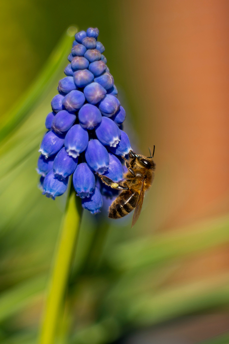 blauwe druif - muscari