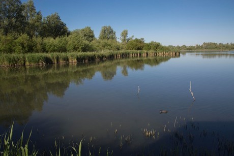 Zicht op de Lepelaarsplassen (V)