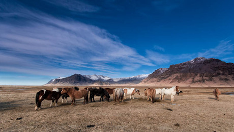 IJsland - Icelandic ponys