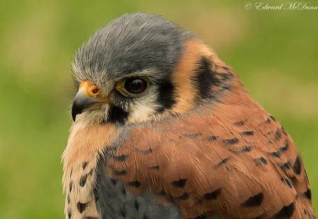 Amerikaanse torenvalk