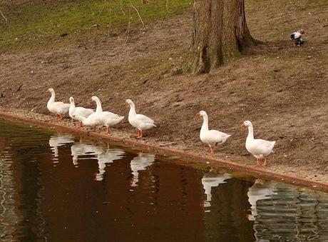 14 ganzen op een rij.