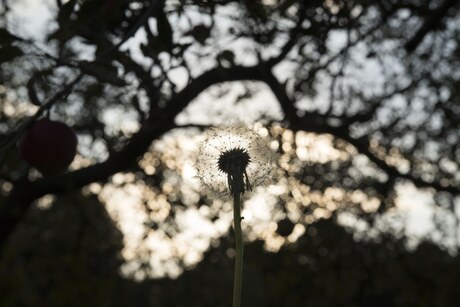 Een laatste paardenbloem