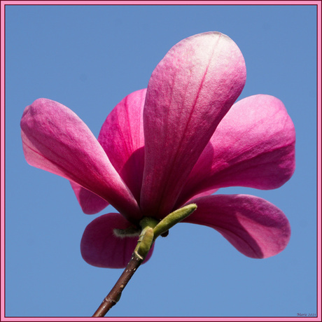 magnolia 3