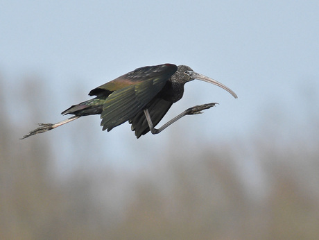 Deze Zwarte Ibis vindt dat het niet snel genoeg gaat:-)