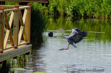 Reiger ziet lekker hapje