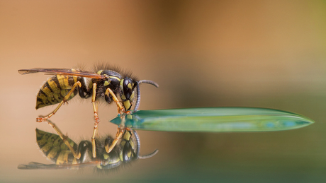 Yellow jacket