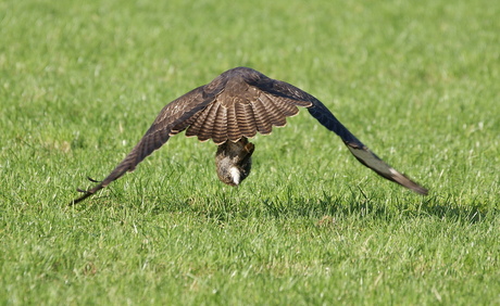 Buizerd 2