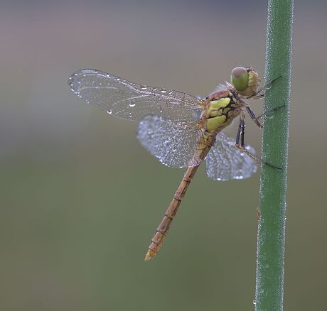 Heidelibel