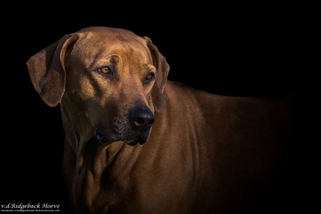 Rana, Ridgeback uit het donker