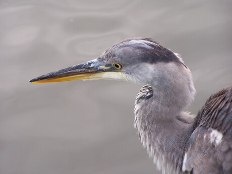 Reiger