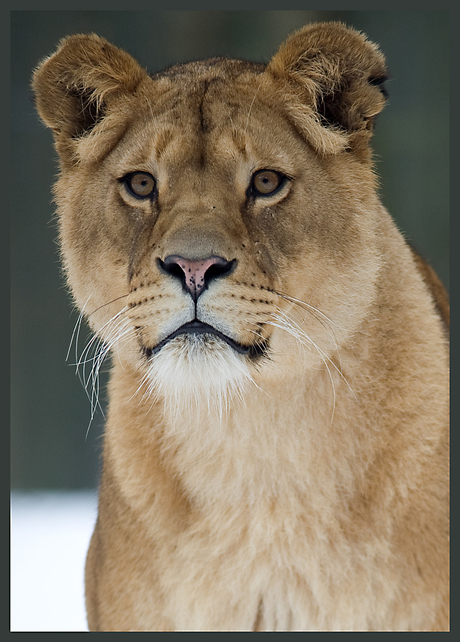 Burgers Zoo