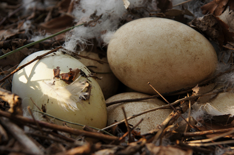 Een ganzen nest