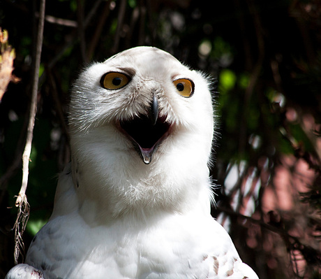 Mijnheer de uil