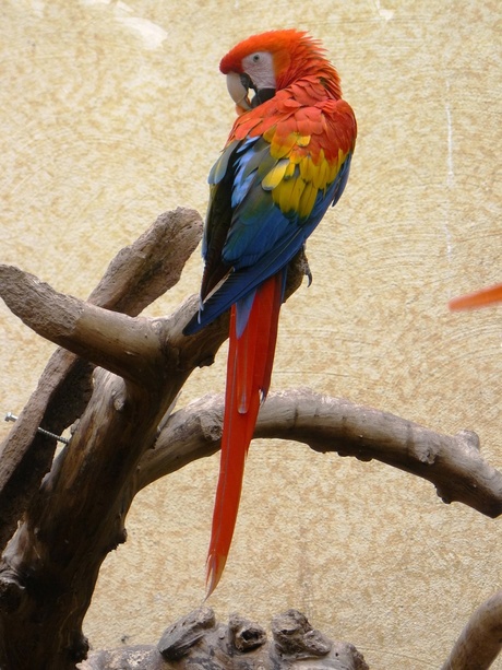 Bird in full color