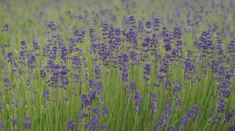 Zwevend lavendel