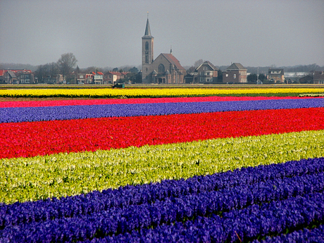 Tulpen uit...Lisse (3)!