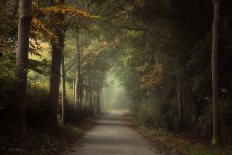Autumn Road.