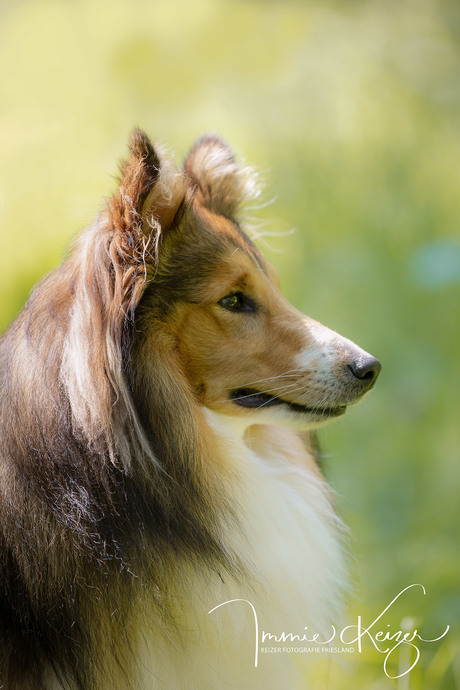 Hondenfotograaf-Hond-Portretfoto