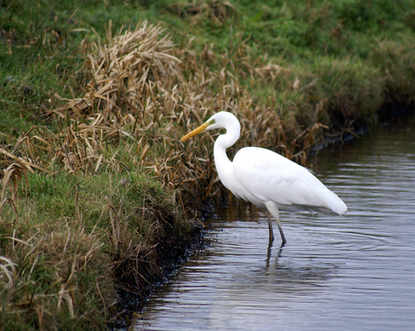 Zilverreiger