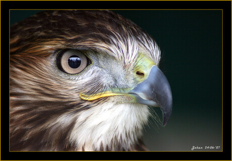 Buizerd Close up