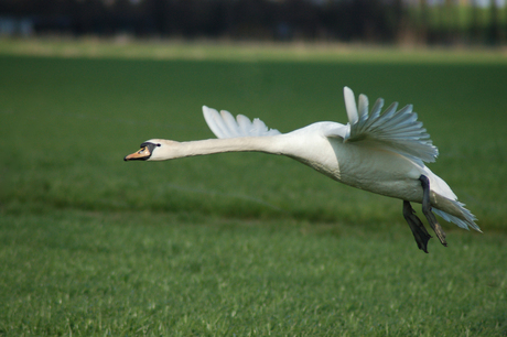 Zwaan in vlucht