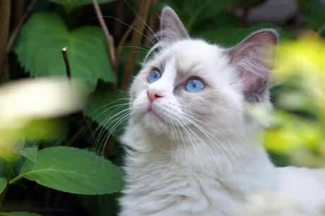 Ragdoll Cat Pippi