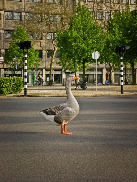Goose waiting for the green light