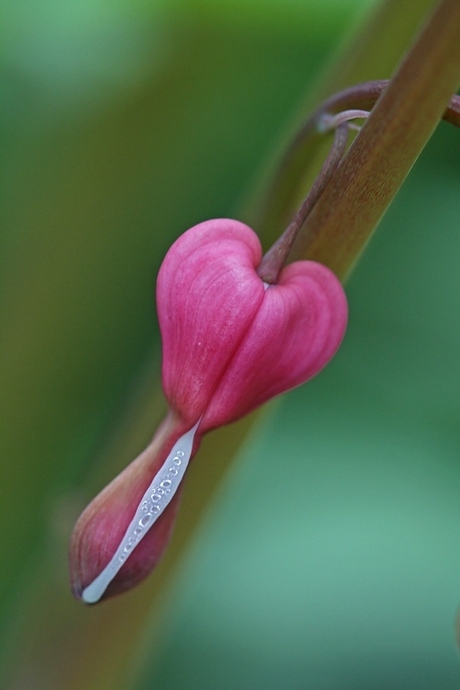 Dicentra Gebroken hartje 2