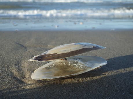 Shell on the beach / Schelp op het strand.