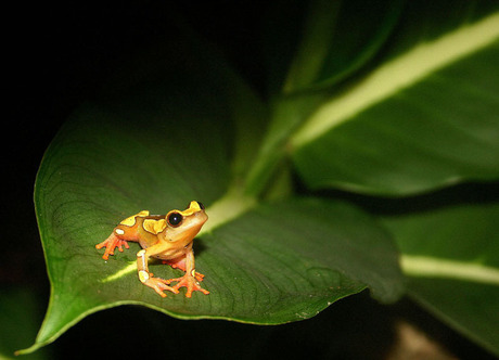 Hyla leucophyllata