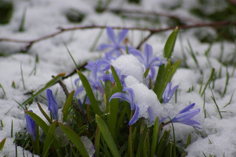 Krokus in de sneeuw