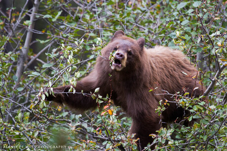 berry Bear