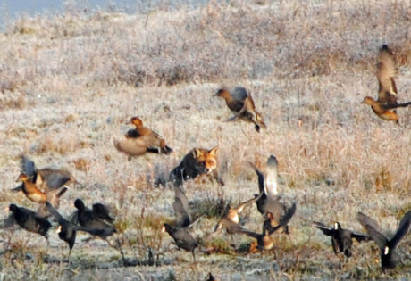 vos aan het jagen
