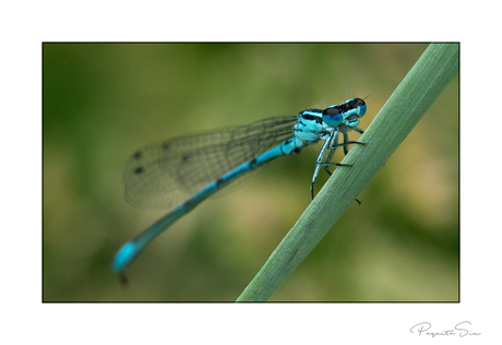 dragonflies eyes