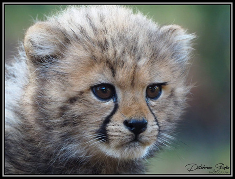 Cheetah baby