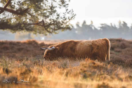 Schotse Hooglander