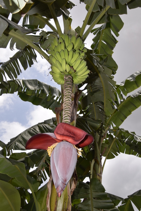 Bananenboom met vrucht